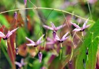 Pale pink and purple pendulous flowers